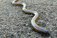 California Legless Lizard