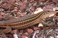 Sonoran Spotted Whiptail