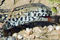 Great Basin Whiptail