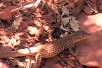 Plateau Tiger Whiptail