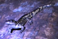 Arizona Tiger Salamander 