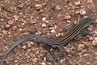 Plateau Striped Whiptail