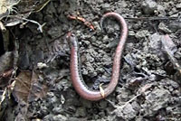 California Slender Salamander 