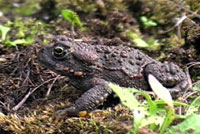 boreal toad