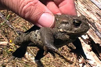 boreal toad