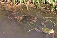 california toad