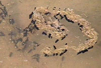 california toad tadpoles