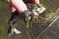 california toad