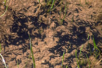 california toad tadpoles