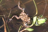 california toad