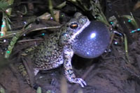 Western Chihuahuan Green Toad