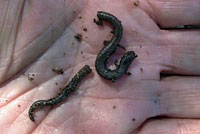 salamander