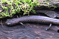 Sequoia Slender Salamander