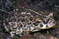 amargosa toads