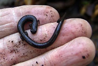 Black-bellied Slender Salamander