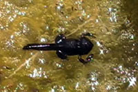 Red-spotted Toad