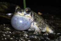 Red-spotted Toad