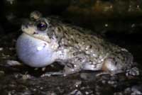 Red-spotted Toad