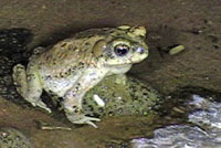 Red-spotted Toad 