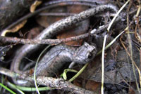Tehachapi Slender Salamander