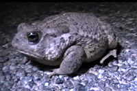 Rocky mountain toad