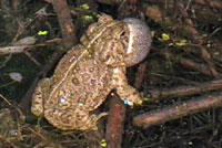 Rocky mountain toad