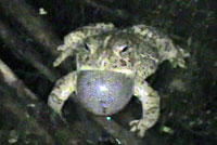 Rocky Mountain Toad