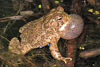 Rocky Mountain Toad