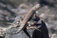 Northern Zebra-tailed Lizard