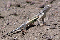 Northern Zebra-tailed Lizard