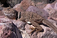 Sonoran Collared Lizard