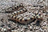 Mohave Shovel-nosed Snake