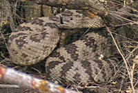 Great Basin Rattlesnake