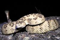 Great Basin Rattlesnake