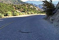 Northern Pacific Rattlesnake 