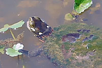 Eastern Snapping Turtle