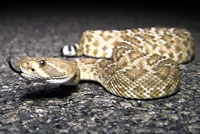 Red Diamond Rattlesnake