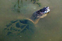 Eastern Snapping Turtle