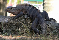 Gray’s Spiny-tailed Iguana