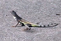 Chihuahuan Greater Earless Lizard