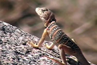 Baja California Collared Lizard