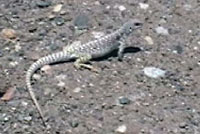 Northern Desert Iguana