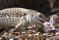 Northern Desert Iguana