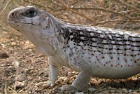 Northern Desert Iguana