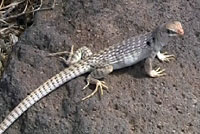 Northern Desert Iguana