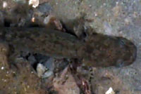 Coastal Giant Salamander larva