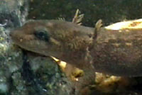 Coastal Giant Salamander 