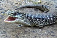 sf alligator lizard