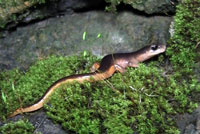 Yellow-eyed Ensatina