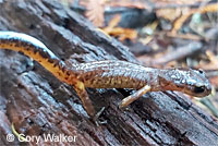 Yellow-blotched Ensatina